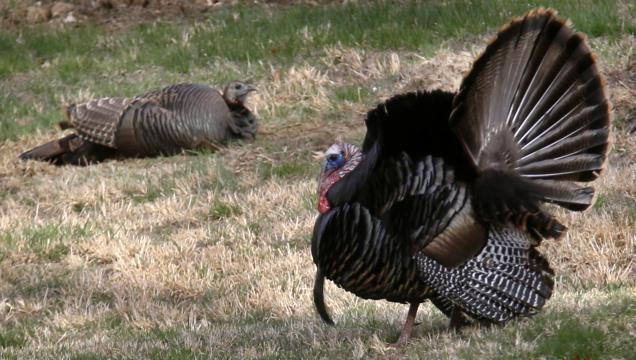 The 2023 spring harvest of turkeys in Virginia sets new record