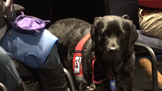 Can Va Er Take Service Dogs can-va-er-take-service-dogs
