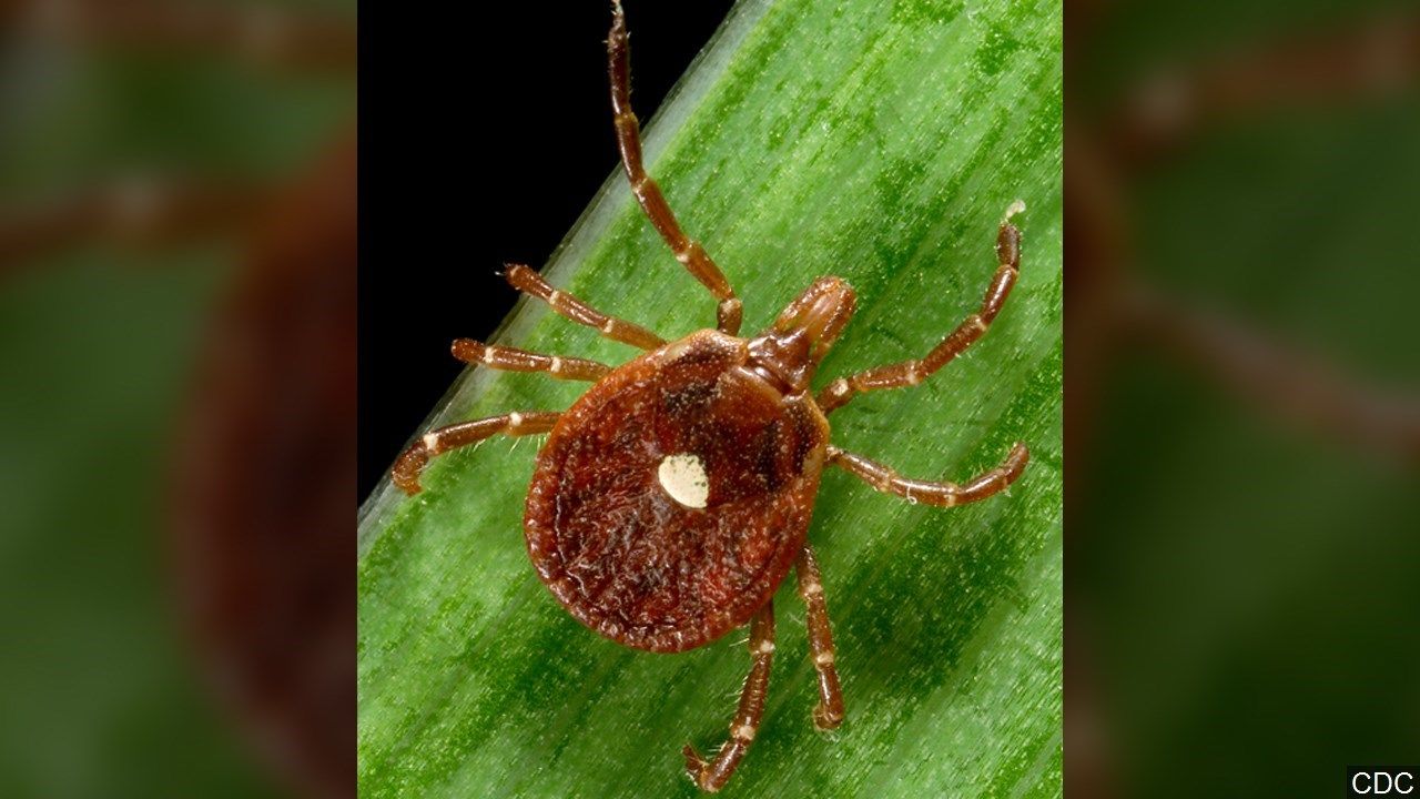 Sentara Martha Jefferson Heathwise: Tick risk