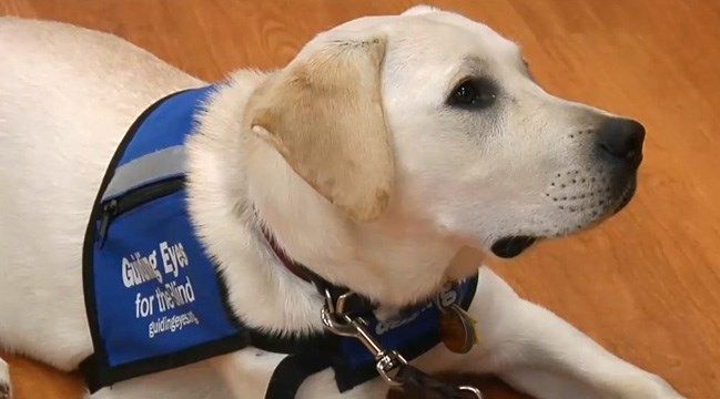 Guide dog in training