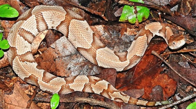 Copperhead Bites On Pets Require Vet Visits