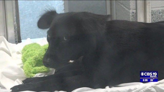 caspca dogs for adoption