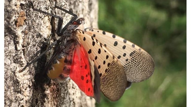 Spotted lanternfly is no match for invasive species detection dogs