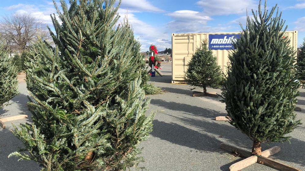 Christmas tree stands give back during holiday season