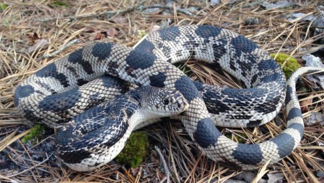 Eastern Hog-nosed Snake  State of Tennessee, Wildlife Resources