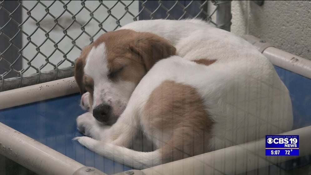 More than half of Virginia animal shelters considered 'no-kill' -