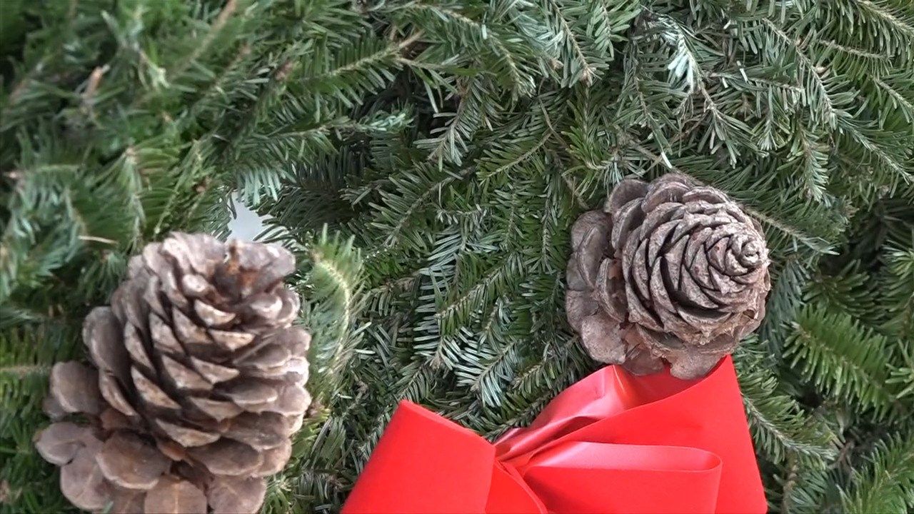 Albemarle County Christmas Tree Recycling 2022 Recycling Program Transforms Your Christmas Trees Into Mulch -