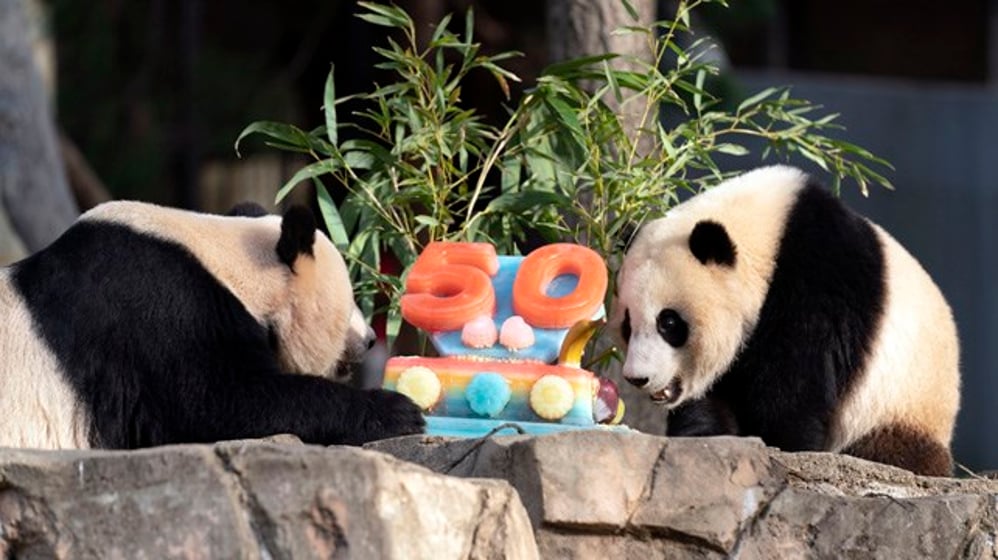 Giant pandas Mei Xiang, left and her cub Xiao Qi Ji eat a fruitsicle cake at the Smithsonian's National Zoo and Conservation Biology Institute in Washington, April 16, 2022. (AP Photo/Jose Luis Magana)