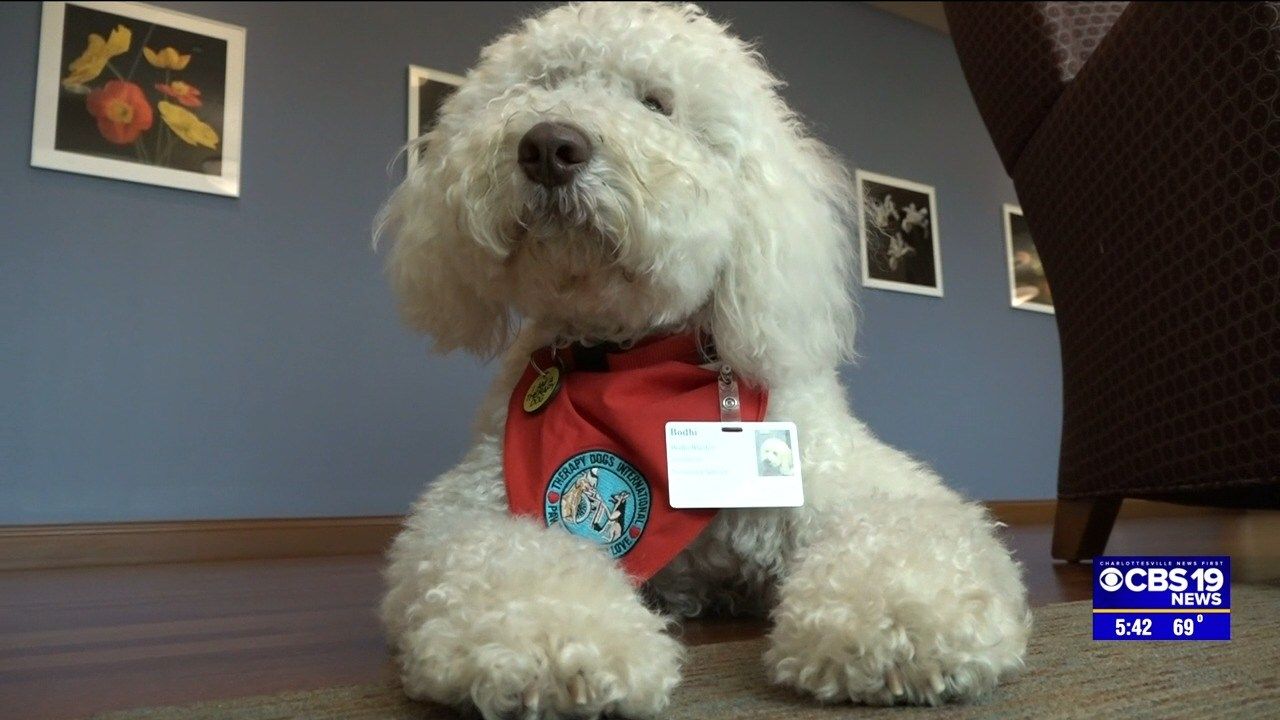 Marking 25 years of pet therapy helping patients and staff