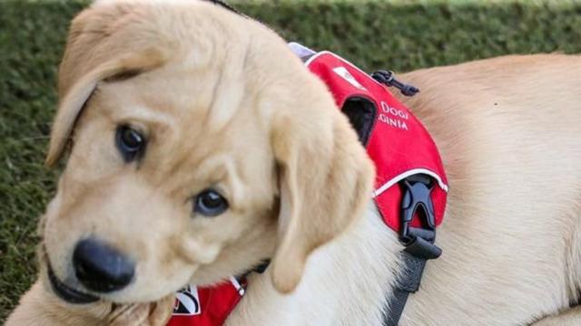 Unofficial ODU mascot will be on field at UVA game