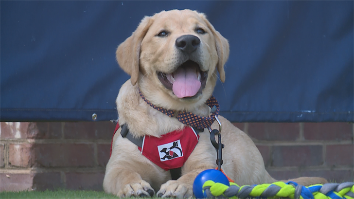 uva dog leash