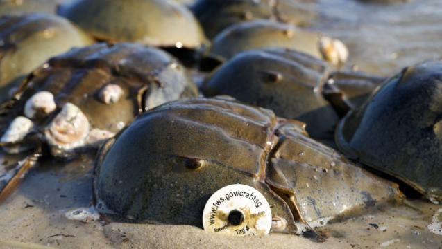 Blue blood from horseshoe crabs is needed for medicine, but a declining