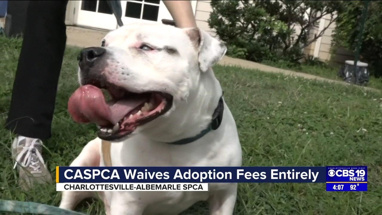 Caspca dogs hot sale for adoption